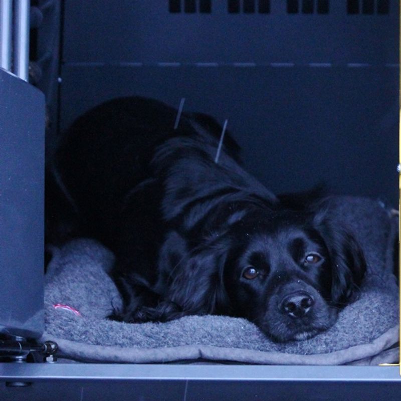 Canelana dog cage 100% wool mattress 