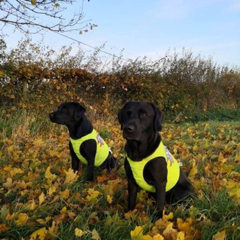 Neon - Protection vest with 100% wool lining dog