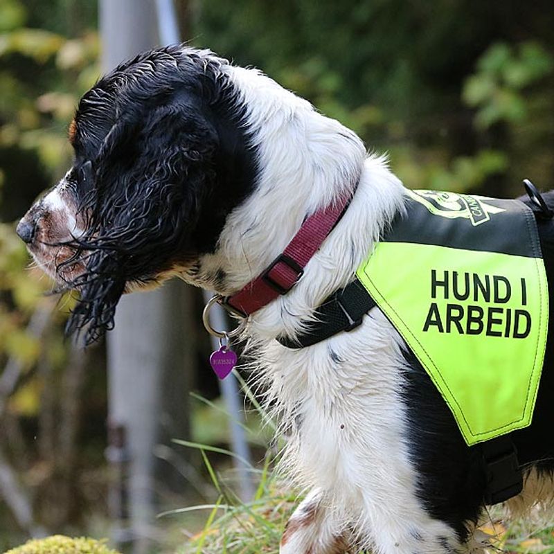 Canelana markeringsdekken-treningsvest hund: hund i arbeid