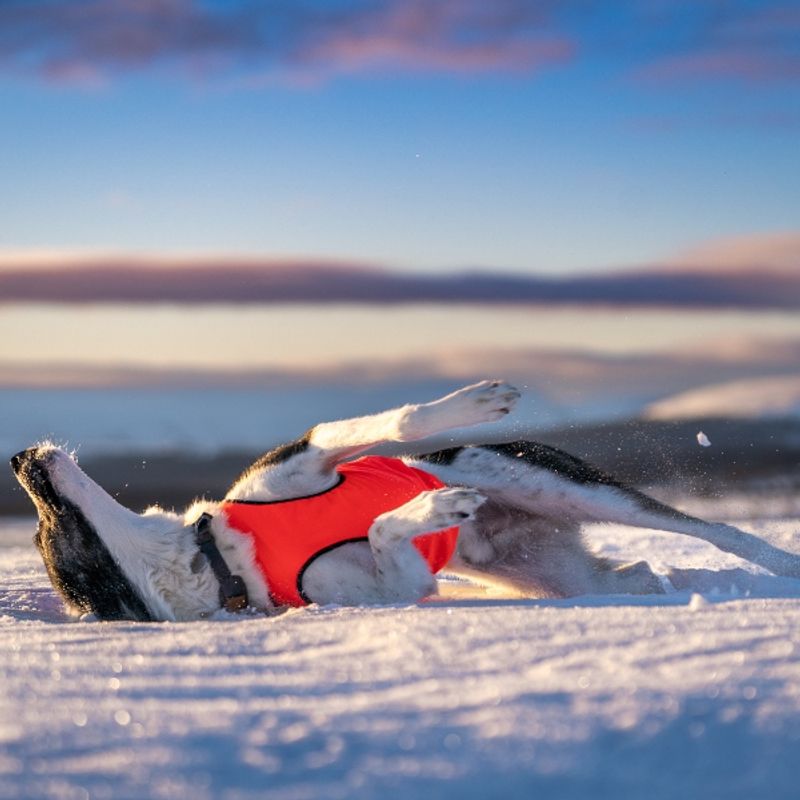 Signal- Protection vest dog with 100% wool lining dog