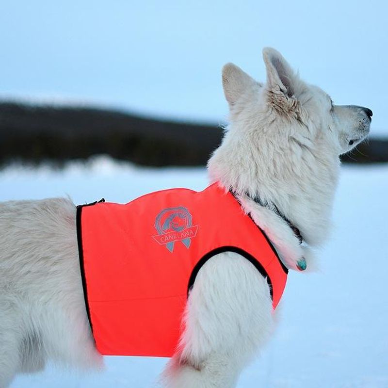 Signal- Protection vest dog with 100% wool lining dog