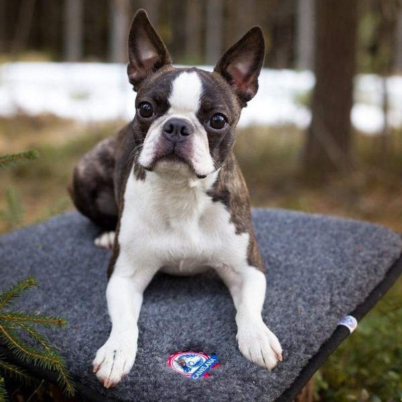 Canelana 100% ullmadrass hund - vanntett underside