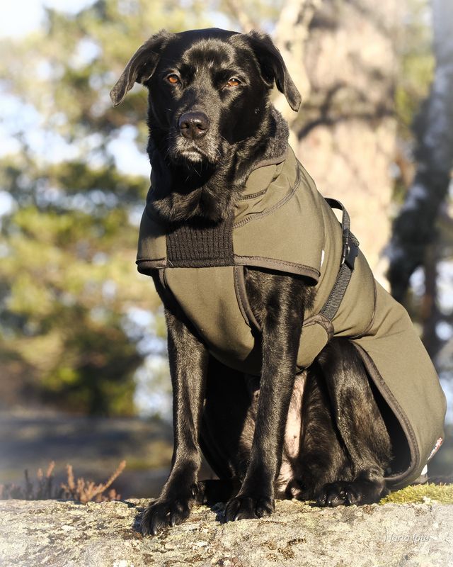 Thermo green - thick 100% wool dog coat with softshell 