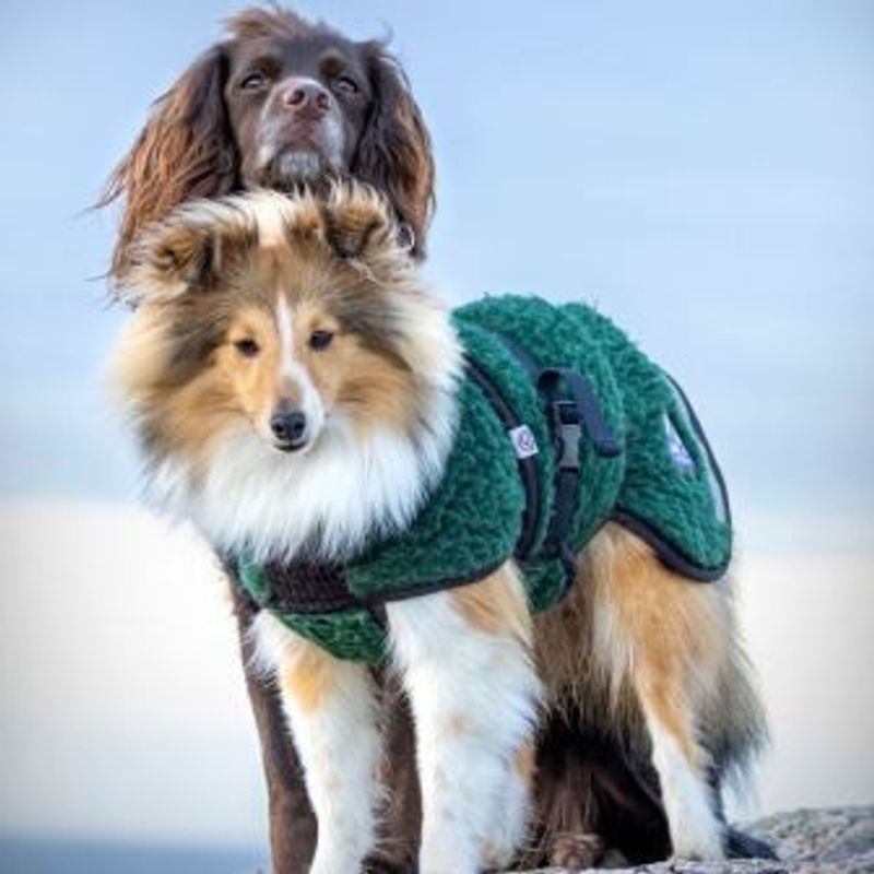 Selva  ulldekken hund