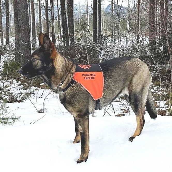 Main Image Canlana signal vest: hund med løpetid