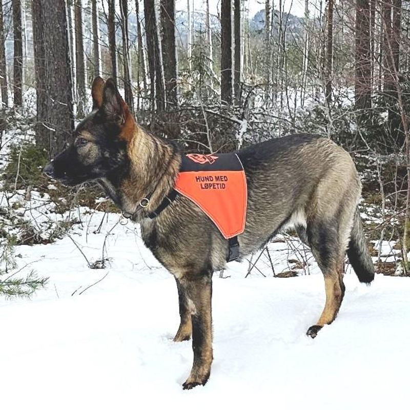 Canlana signal vest: hund med løpetid