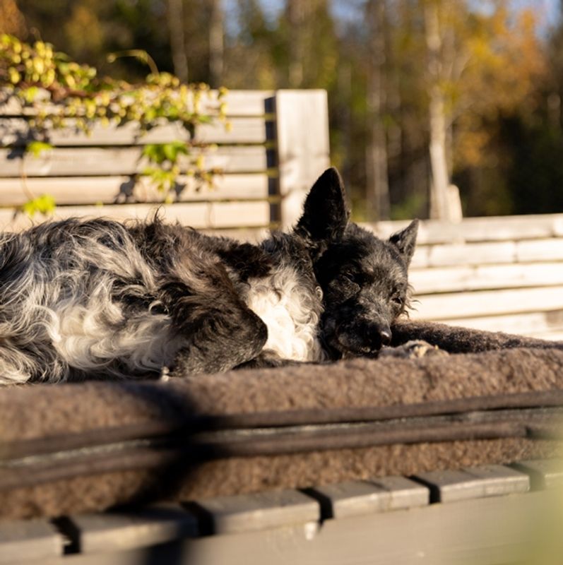 Canelana hundeseng i 100% ull med opphøyde kanter