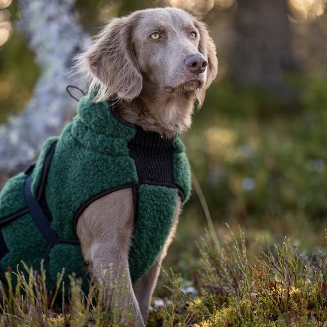 Hovedbilde Selva  ulldekken hund