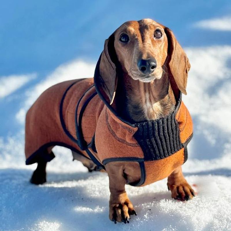 Delta - wool coat dog