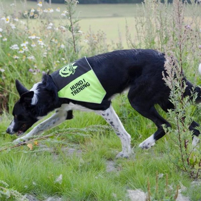 Canelana markeringsdekken-treningsvest hund: hund i trening