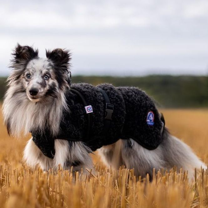 Hovedbilde Ambassadør ulldekken hund