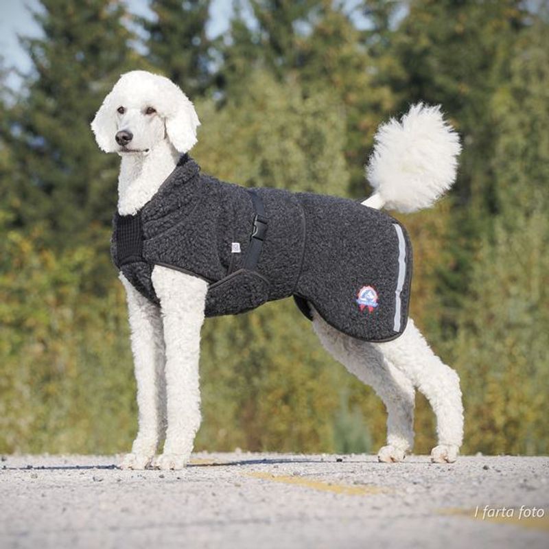 Ambassadør ulldekken hund